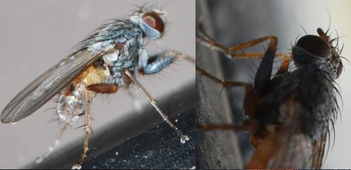 Lispocephala brachialis